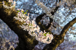 Spring Blossoms