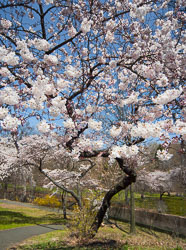 Spring Blossoms