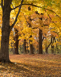 Autumn