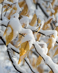 Winter